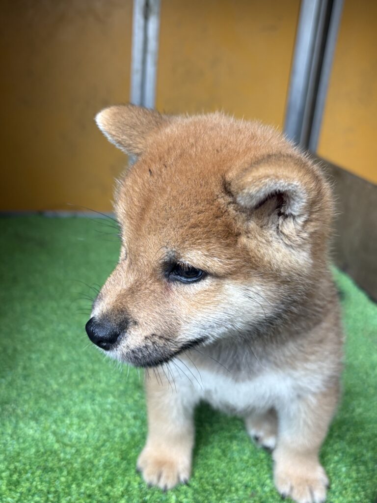 子犬 雄　　標 準タイプ